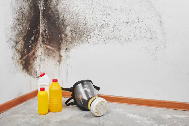Mold Removal and Inspection in Mounds View, MN