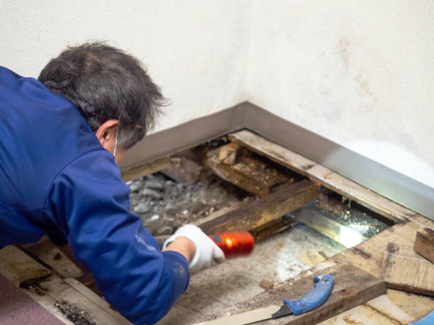 Best Best Mold Removal Companies  in Mounds View, MN