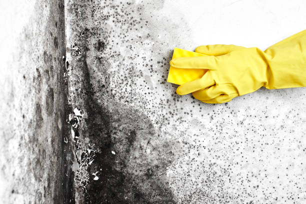Best Attic Mold Removal  in Mounds View, MN