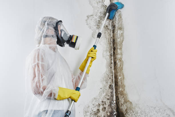 Best Mold Removal and Inspection  in Mounds View, MN