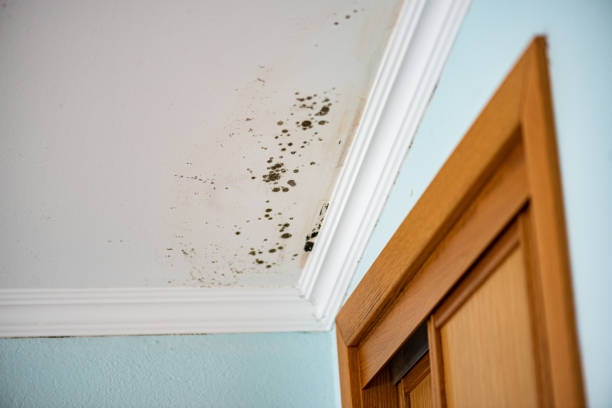 Best Local Mold Removal Service  in Mounds View, MN
