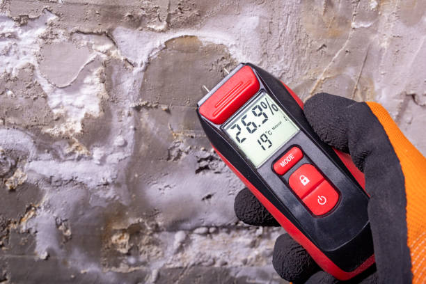 Best Fast Mold Removal  in Mounds View, MN