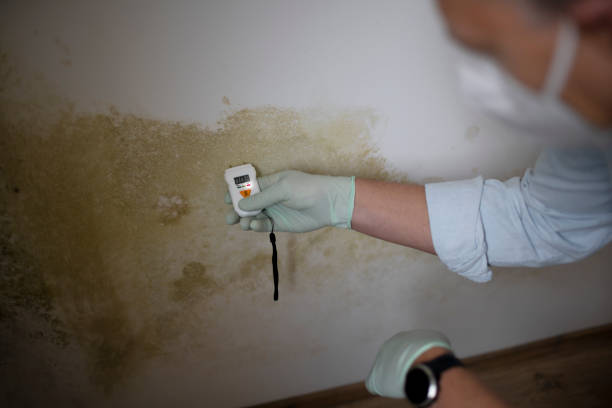 Trusted Mounds View, MN Mold Removal Experts