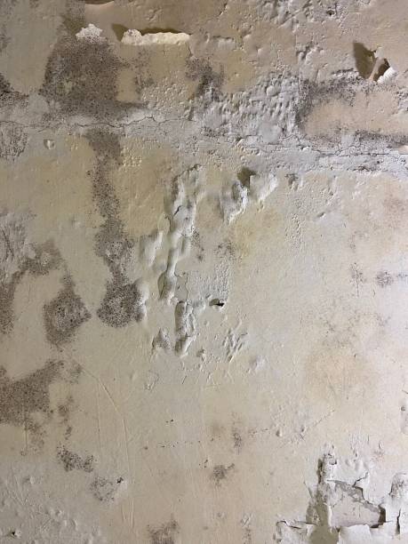 Best Mold Testing  in Mounds View, MN