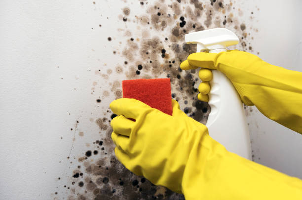 Best Mold Damage Repair  in Mounds View, MN