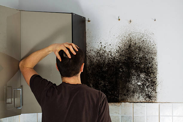 Best Mold Testing  in Mounds View, MN
