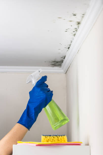 Home Mold Removal in Mounds View, MN