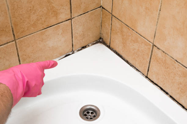 Best Emergency Mold Removal  in Mounds View, MN