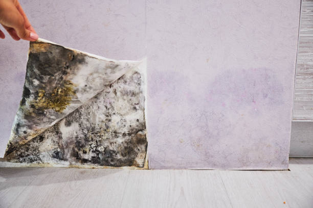 Best Professional Mold Removal  in Mounds View, MN